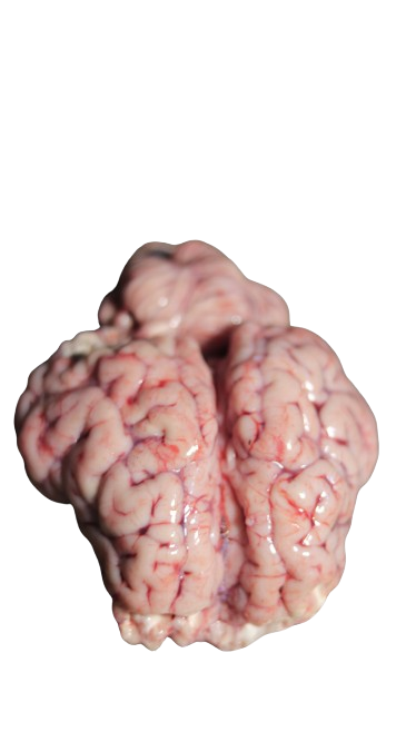 গরুর মগজ (Beef Brain) - ১ পিস